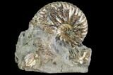Iridescent Hoploscaphites Ammonite - South Dakota #110570-1